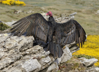 turkey-vulture-david-osborn